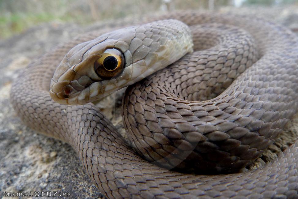 Culebra bastarda (Malpolon monspessulanus)